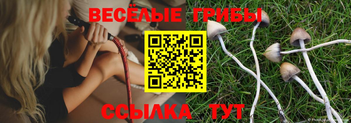 Псилоцибиновые грибы Psilocybe Топки